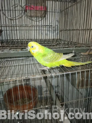 বাজিগার পাখি